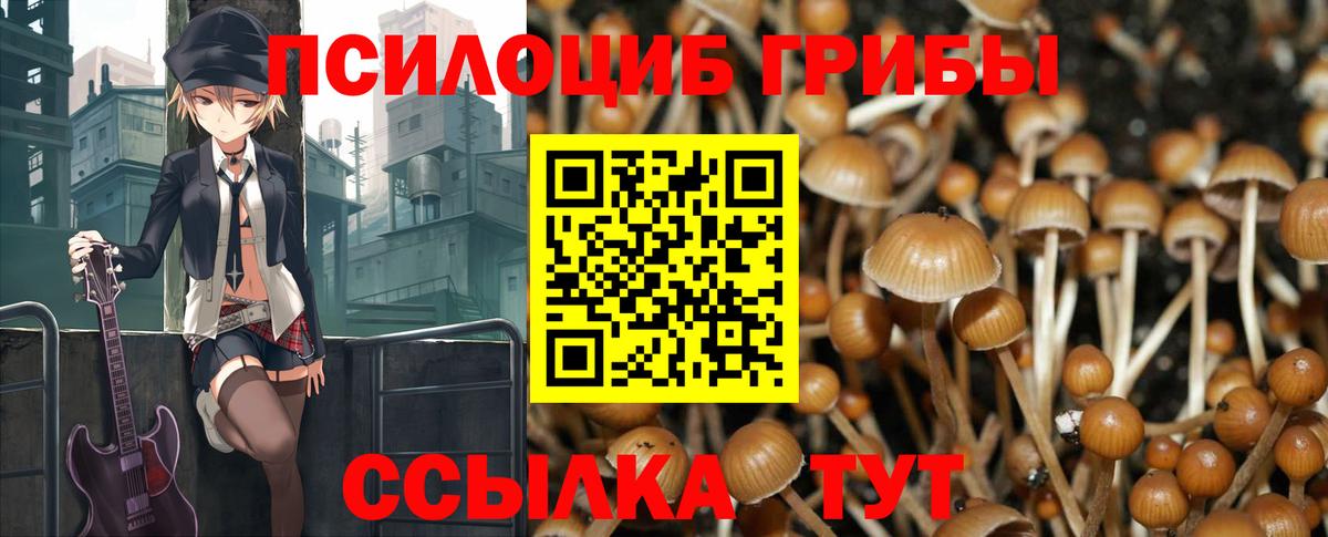 Галлюциногенные грибы Psilocybe Новокузнецк